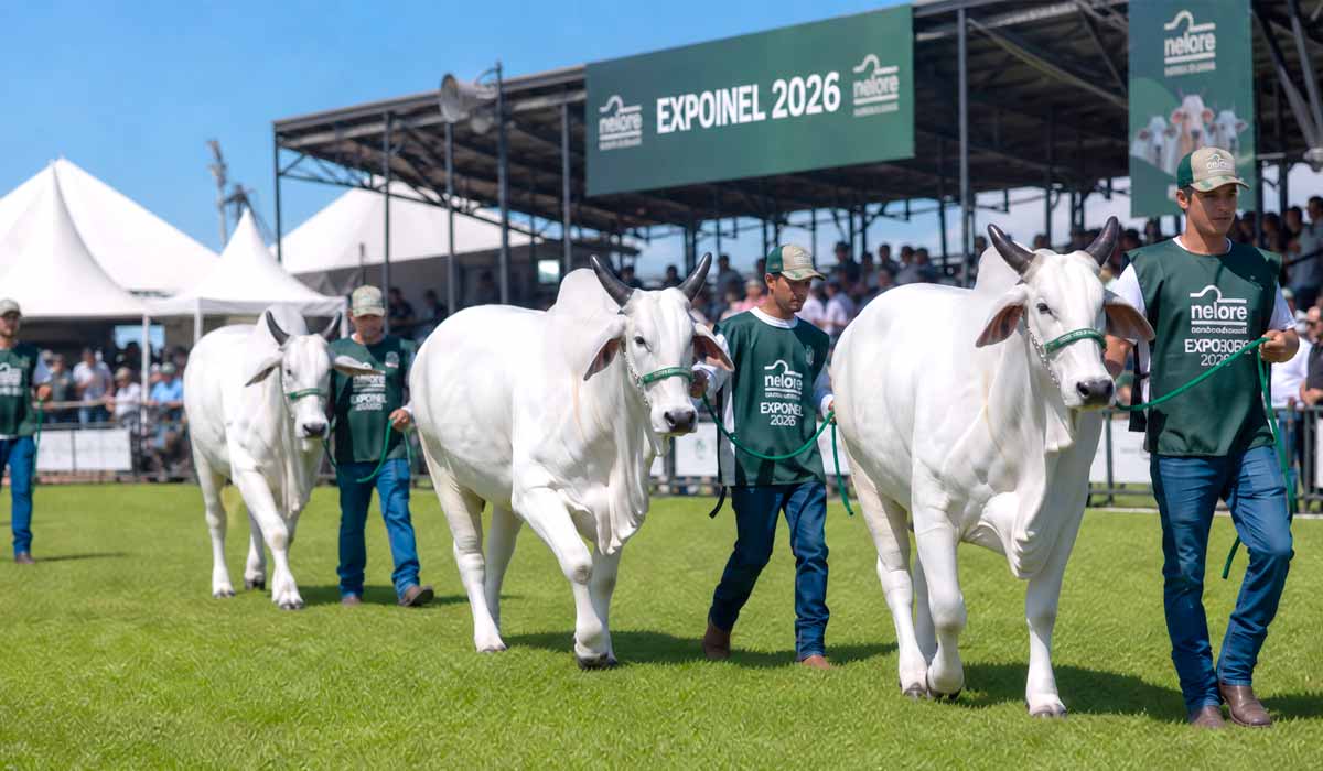 Julgamentos do Nelore abrem a programação técnica e os leilões e shoppings ampliam o caráter comercial da Expoinel, movimentando genética de elite Julgamentos do Nelore abrem a programação técnica e os leilões e shoppings ampliam o caráter comercial da Expoinel, movimentando genética de elite