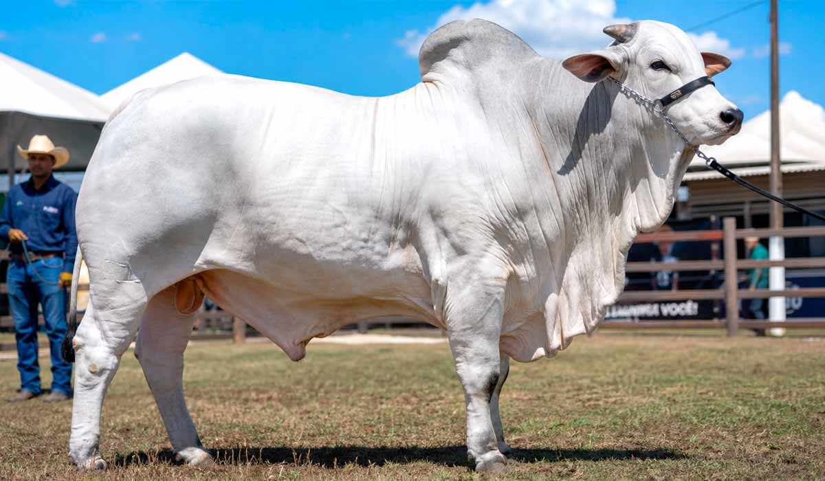A raça Nelore responde por cerca de 80% do rebanho de corte nacional, e os grandes campeonatos das três variedades da raça definem os títulos no sábado, dia 17 A raça Nelore responde por cerca de 80% do rebanho de corte nacional, e os grandes campeonatos das três variedades da raça definem os títulos no sábado, dia 17