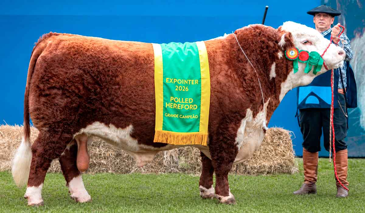 Touro Bortolozzo FIV 94 Braia Axelle Blueprint da Cabanha Bortolozzo, de Bom Jesus, conquista o Supremo Campeonato Hereford Touro Bortolozzo FIV 94 Braia Axelle Blueprint da Cabanha Bortolozzo, de Bom Jesus, conquista o Supremo Campeonato Hereford