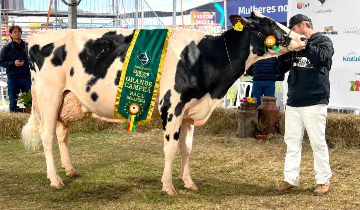 Festleite Ferraboli 407 produz 85,27 quilos de leite e vence na categoria adulta Festleite Ferraboli 407 produz 85,27 quilos de leite e vence na categoria adulta