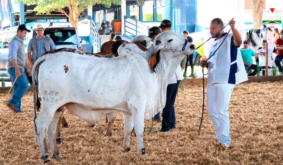Gir Leiteiro em destaque: genética validada em pista e torneios sustenta a valorização de reprodutores e matrizes no mercado Gir Leiteiro em destaque: genética validada em pista e torneios sustenta a valorização de reprodutores e matrizes no mercado