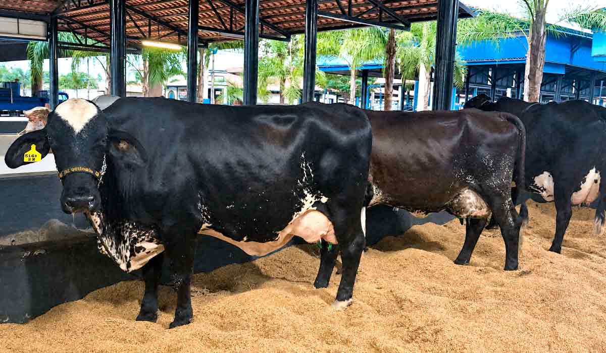 O girolando estará presente no evento. O cruzamento entre Gir Leiteiro e Holandês combina rusticidade e produção tropical O girolando estará presente no evento. O cruzamento entre Gir Leiteiro e Holandês combina rusticidade e produção tropical