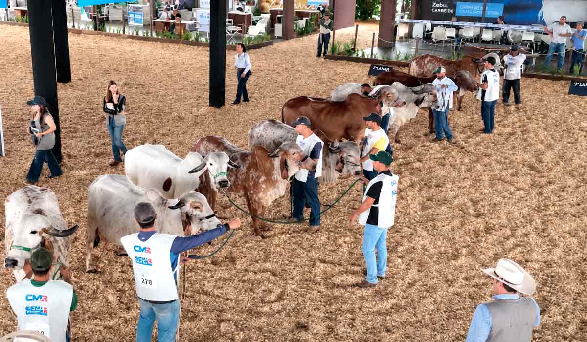 Público acompanha julgamento na ExpoLeite: avaliações em pista orientam a seleção de matrizes e touros zebuínos leiteiros Público acompanha julgamento na ExpoLeite: avaliações em pista orientam a seleção de matrizes e touros zebuínos leiteiros
