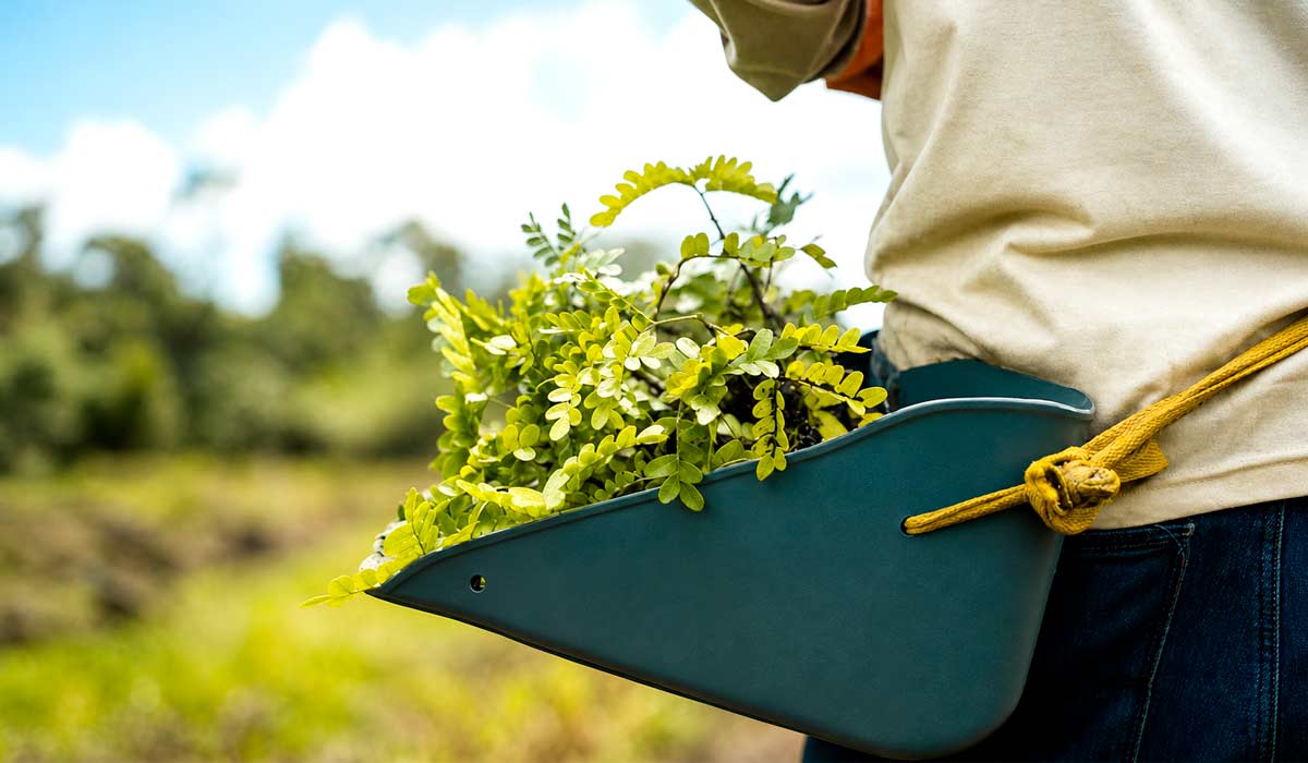 Ecossistema restaurado ganha resiliência e capacidade de persistir diante das mudanças climáticas, integrando espécies nativas, pastagens e nascentes na mesma paisagem Ecossistema restaurado ganha resiliência e capacidade de persistir diante das mudanças climáticas, integrando espécies nativas, pastagens e nascentes na mesma paisagem