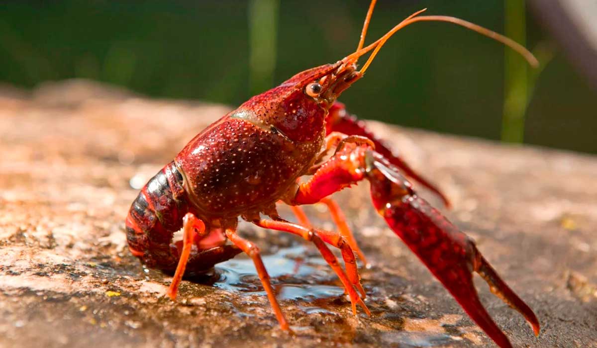 Sem predadores naturais na região, espécie pode causar desequilíbrio ambiental na Amazônia e disseminar o Aphanomyces astaci, patógeno causador da peste do lagostim Sem predadores naturais na região, espécie pode causar desequilíbrio ambiental na Amazônia e disseminar o Aphanomyces astaci, patógeno causador da peste do lagostim