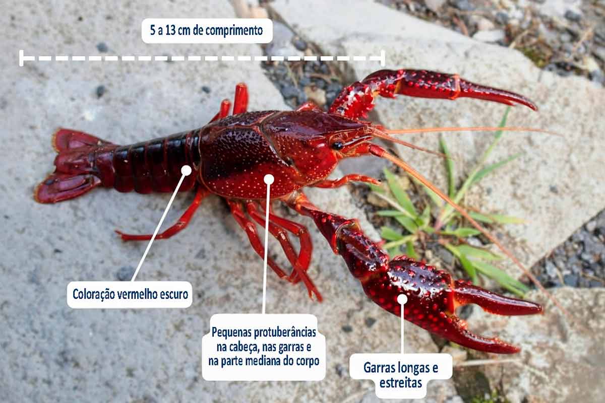 Espécie nativa do sul dos Estados Unidos é onívora se alimentando de plantas aquáticas, insetos, detritos e larvas de outros organismos. Pesquisadores defendem monitoramento para avaliar se a espécie se estabeleceu no bioma Espécie nativa do sul dos Estados Unidos é onívora se alimentando de plantas aquáticas, insetos, detritos e larvas de outros organismos. Pesquisadores defendem monitoramento para avaliar se a espécie se estabeleceu no bioma