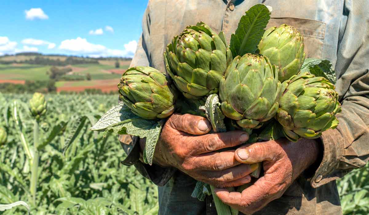 Safra de primavera da alcachofra em São Roque, ingrediente que domina o cardápio do festival entre conservas e pastéis Safra de primavera da alcachofra em São Roque, ingrediente que domina o cardápio do festival entre conservas e pastéis