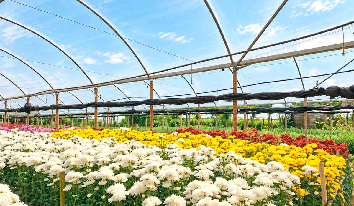 Região Serrana lidera produção de flores de corte no estado do Rio, setor que reúne 950 produtores e movimenta R$ 552 milhões por ano Região Serrana lidera produção de flores de corte no estado do Rio, setor que reúne 950 produtores e movimenta R$ 552 milhões por ano