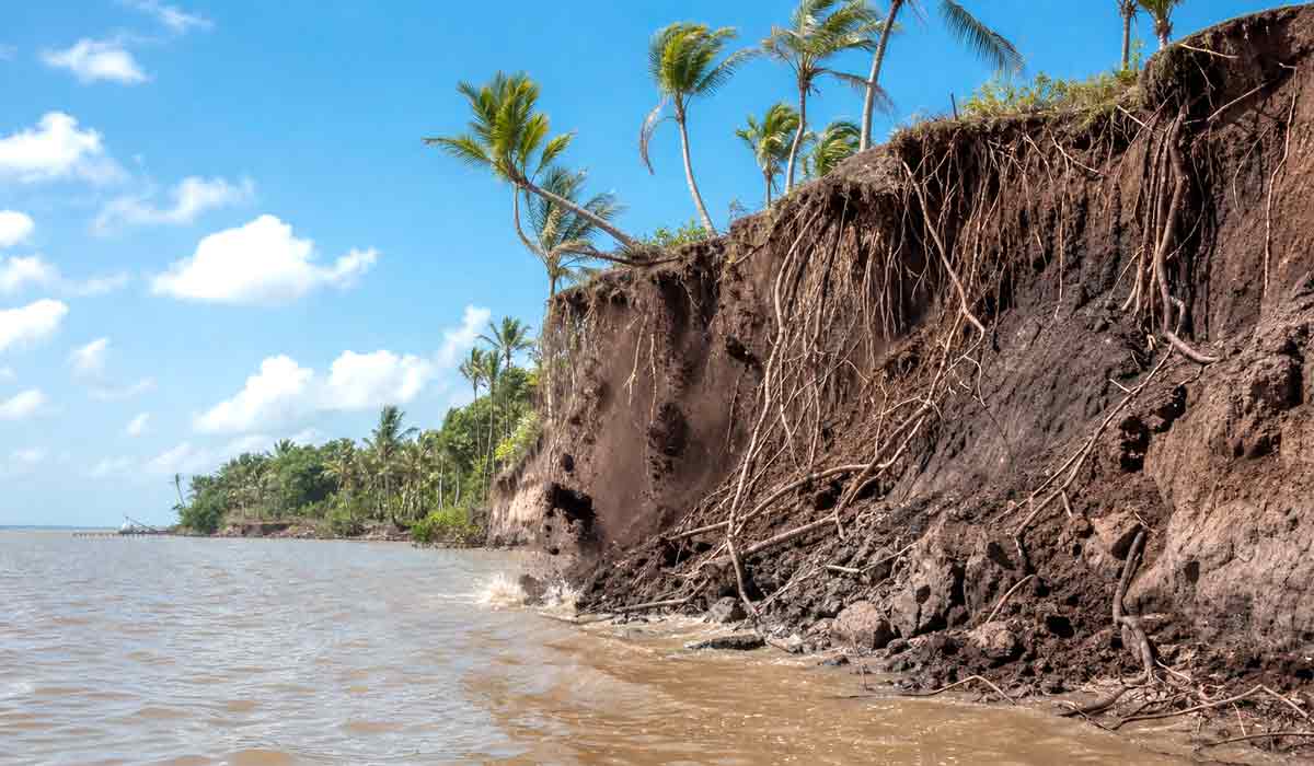 A erosão acelerada devora as margens da foz do Amazonas, expondo raízes e derrubando árvores enquanto o mar avança sobre a terra firme A erosão acelerada devora as margens da foz do Amazonas, expondo raízes e derrubando árvores enquanto o mar avança sobre a terra firme