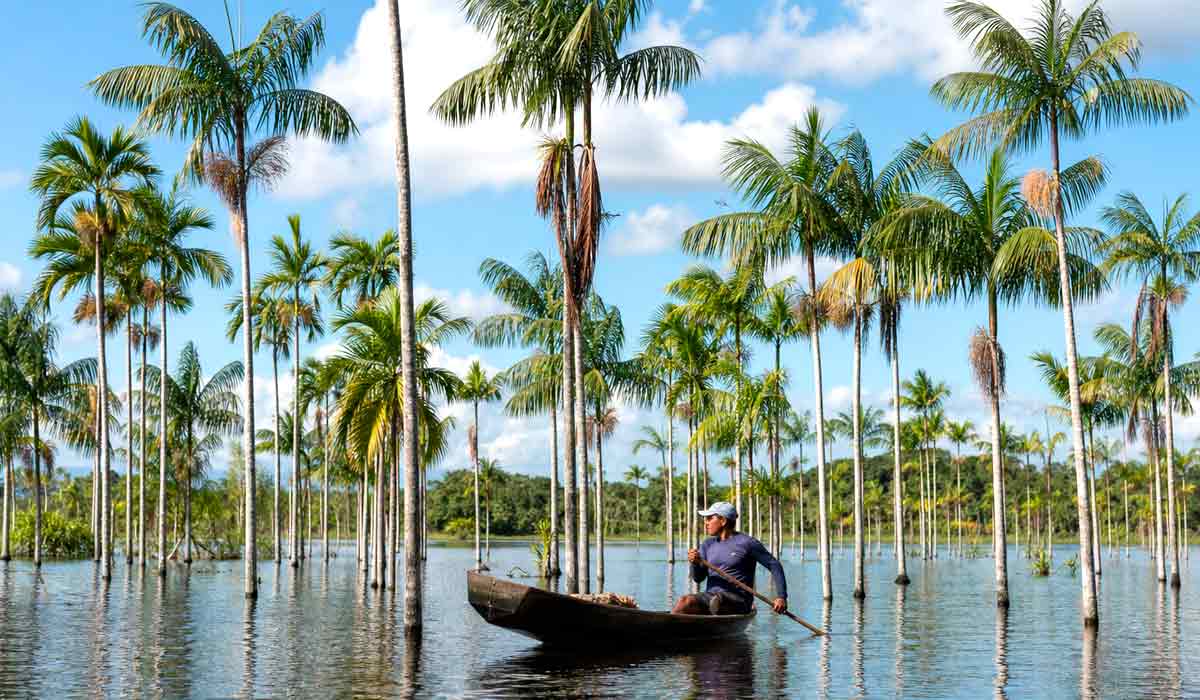 Açaizais alagados pela maré alta na foz do Amazonas: o mesmo avanço do mar que erode margens amplia a janela de colheita do fruto Açaizais alagados pela maré alta na foz do Amazonas: o mesmo avanço do mar que erode margens amplia a janela de colheita do fruto
