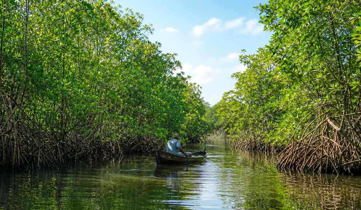 Manguezais da costa amazônica em maré alta. A vegetação que protege o litoral contra erosão e guarda estoques de carbono ganha papel estratégico Manguezais da costa amazônica em maré alta. A vegetação que protege o litoral contra erosão e guarda estoques de carbono ganha papel estratégico