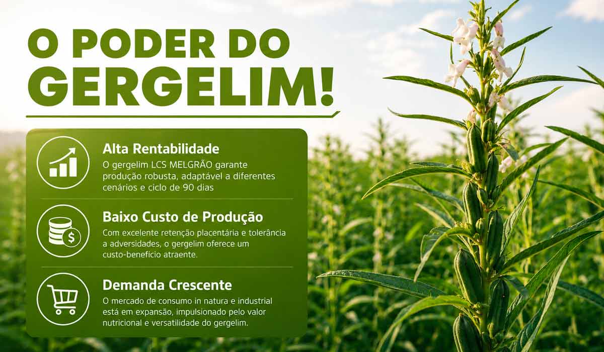 Gergelim amplia espaço entre as alternativas brasileiras para diversificação da segunda safra e a nova cultivar combina ciclo curto, rusticidade e múltiplas possibilidades de comercialização Gergelim amplia espaço entre as alternativas brasileiras para diversificação da segunda safra e a nova cultivar combina ciclo curto, rusticidade e múltiplas possibilidades de comercialização