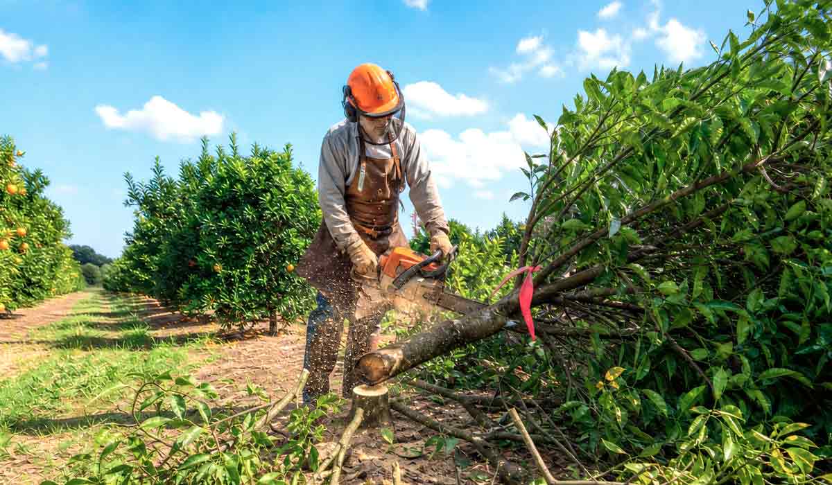 Eliminação de laranjeira sintomática em pomar paulista onde as regras de corte agora variam conforme a incidência de greening em cada município Eliminação de laranjeira sintomática em pomar paulista onde as regras de corte agora variam conforme a incidência de greening em cada município