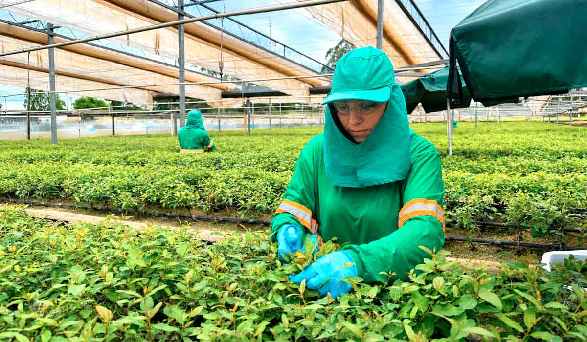 Viveiros, laboratórios que desenvolvem mudas clonais com ganhos crescentes de produtividade por hectare e áreas de plantio sustentam o recorde de produção florestal brasileira Viveiros, laboratórios que desenvolvem mudas clonais com ganhos crescentes de produtividade por hectare e áreas de plantio sustentam o recorde de produção florestal brasileira