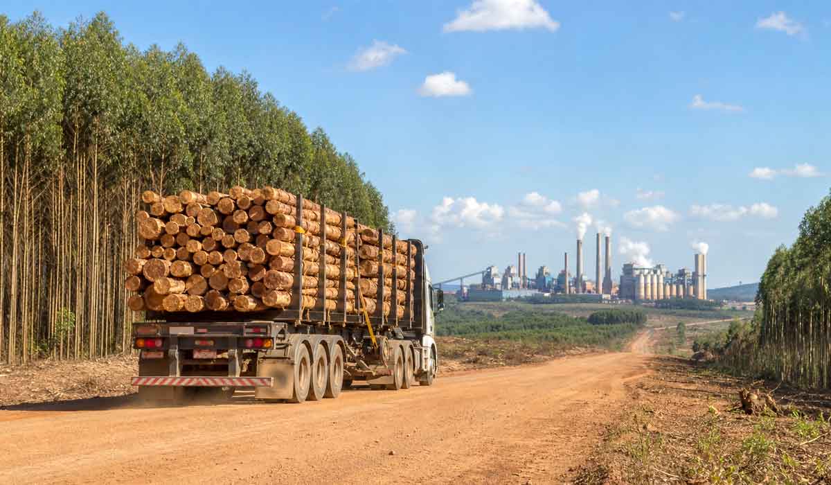 Estradas rurais ligam florestas plantadas a fábricas e caminhões carregados de eucalipto abastecem as indústrias de celulose do país Estradas rurais ligam florestas plantadas a fábricas e caminhões carregados de eucalipto abastecem as indústrias de celulose do país