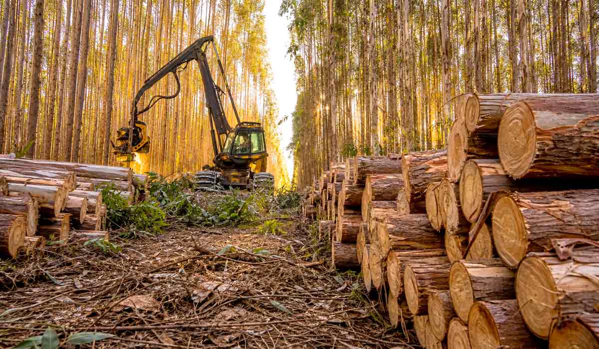 Colheita mecanizada de eucalipto garante escala à indústria de papel e celulose no interior do Brasil, com eucaliptos respondendo por 78,6% das florestas plantadas e liderando a produção florestal do país Colheita mecanizada de eucalipto garante escala à indústria de papel e celulose no interior do Brasil, com eucaliptos respondendo por 78,6% das florestas plantadas e liderando a produção florestal do país