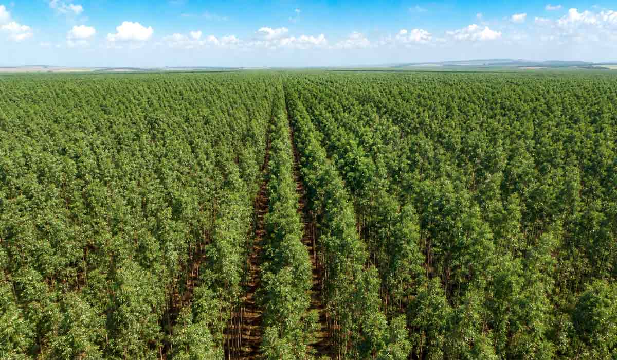 A silvicultura brasileira soma 10,4 milhões de hectares de florestas plantadas e sustenta o recorde de R$ 47,9 bilhões da produção florestal