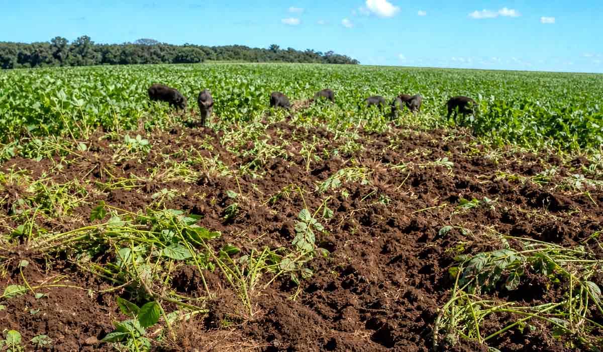 A destruição causada pelos javalis vai além do grão consumido: pisoteio de áreas cultivadas eleva os custos de monitoramento do produtor A destruição causada pelos javalis vai além do grão consumido: pisoteio de áreas cultivadas eleva os custos de monitoramento do produtor
