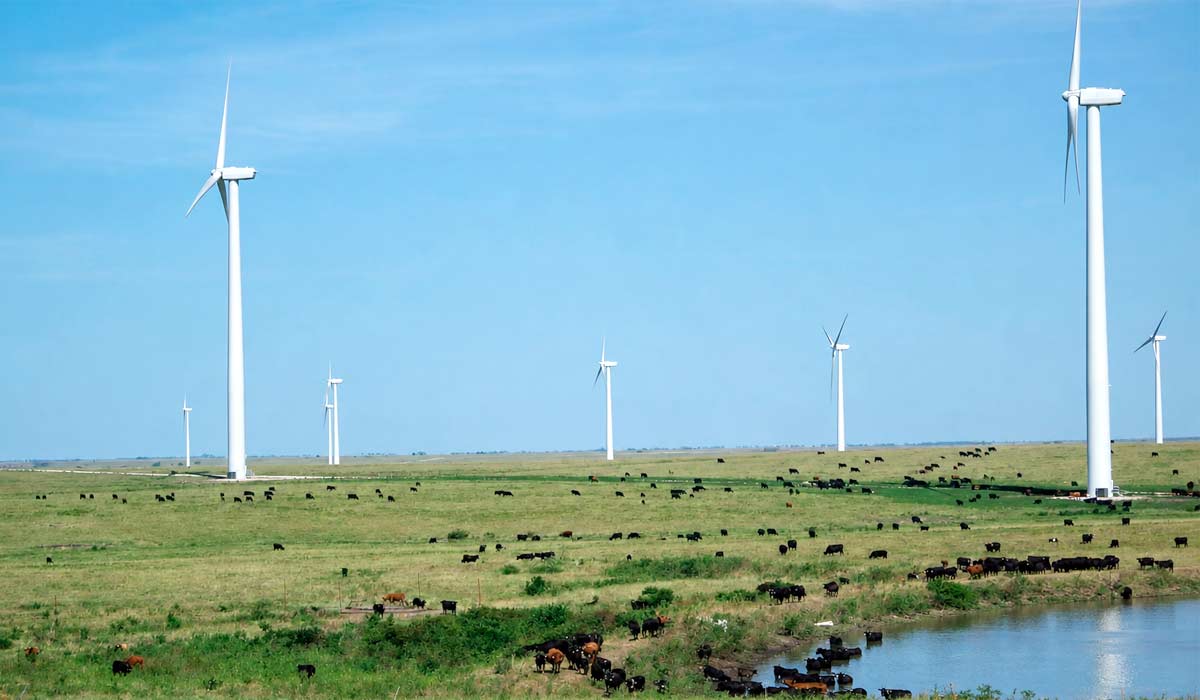 No rancho de Pete Ferrell, turbinas eólicas se erguem sobre a pastagem enquanto o rebanho segue no campo, no Kansas No rancho de Pete Ferrell, turbinas eólicas se erguem sobre a pastagem enquanto o rebanho segue no campo, no Kansas