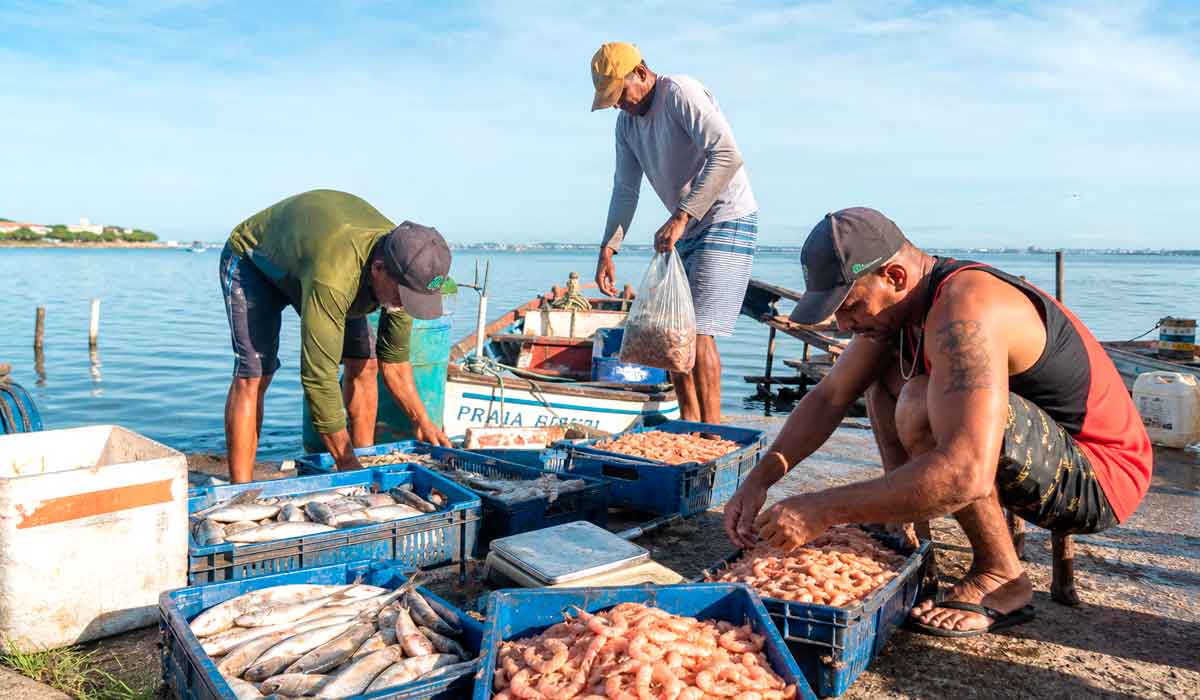 Camarões, tainhas e outros peixes em caixas de desembarque, resultado de um dia de trabalho na lagoa. Pescadores organizam o pescado para comercialização, etapa que movimenta cerca de R$ 3 milhões por ano Camarões, tainhas e outros peixes em caixas de desembarque, resultado de um dia de trabalho na lagoa. Pescadores organizam o pescado para comercialização, etapa que movimenta cerca de R$ 3 milhões por ano