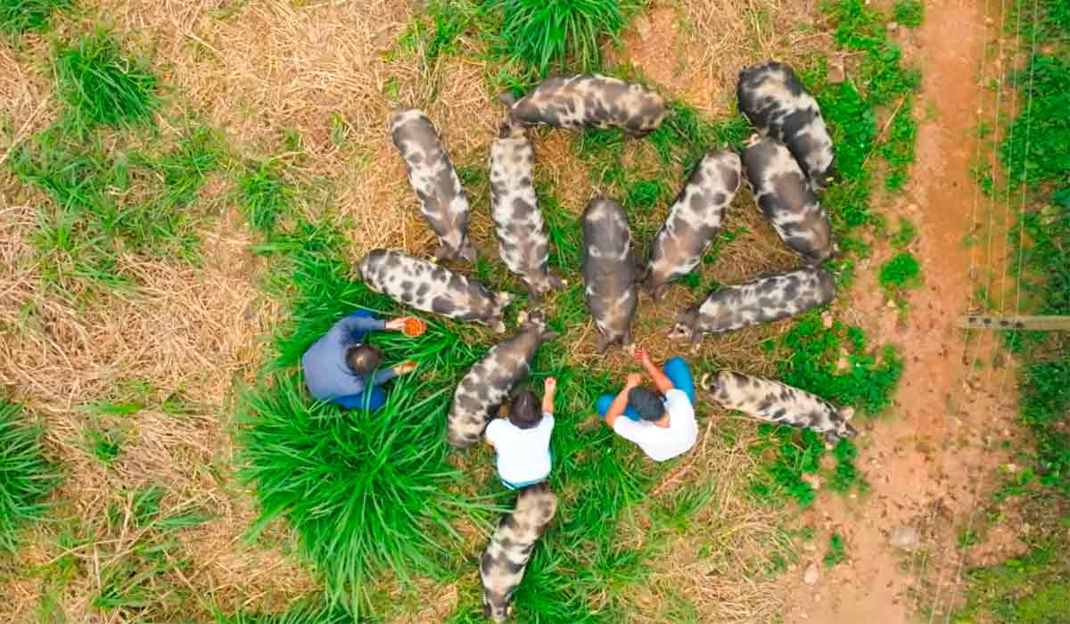 Produção integrada concilia produtividade, conservação da natureza e bem-estar animal