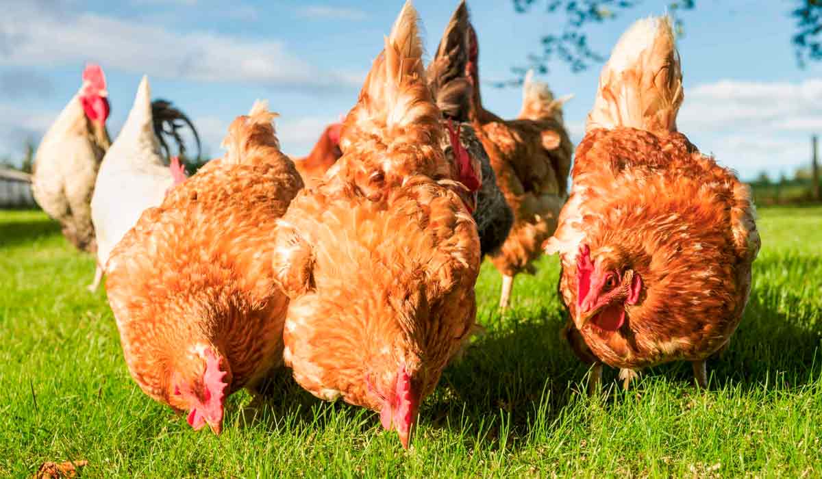 Criação de aves em sistema agroecológico respeita ciclos da terra e bem-estar animal Criação de aves em sistema agroecológico respeita ciclos da terra e bem-estar animal
