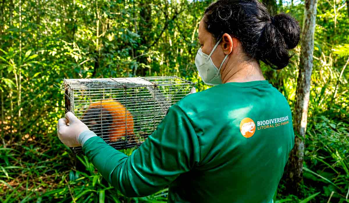 Pesquisadora carrega um mico-leão-caiçara em uma gaiola, pouco após a captura para fins de pesquisa e vacinação - Foto: Gabriel Marchi Pesquisadora carrega um mico-leão-caiçara em uma gaiola, pouco após a captura para fins de pesquisa e vacinação - Foto: Gabriel Marchi