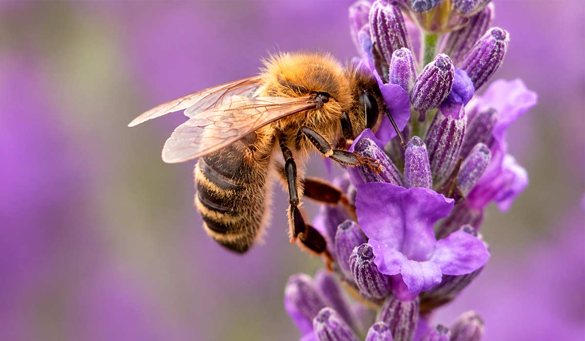 Lavanda vira mel de alto valor na Serra Gaúcha