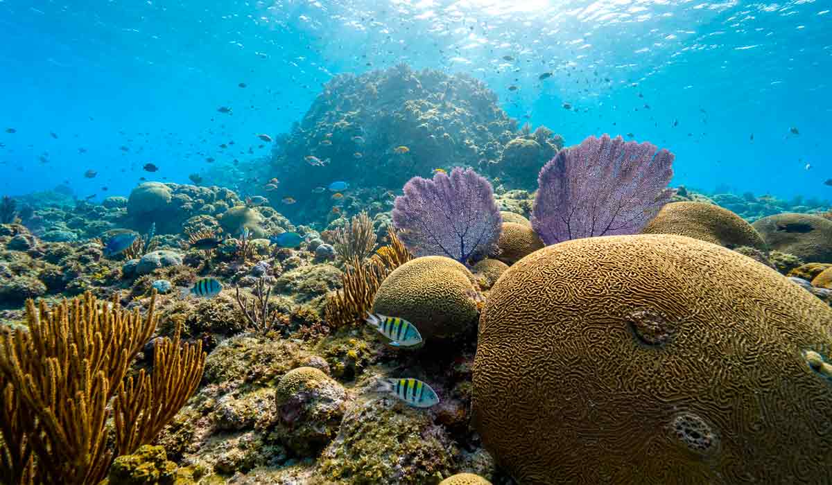 O oceano abriga uma das maiores biodiversidades da Terra, e os bancos de corais são verdadeiros "oásis" marinhos, concentrando cerca de 25% de toda a vida marinha em menos de 0,1% da superfície dos oceanos O oceano abriga uma das maiores biodiversidades da Terra, e os bancos de corais são verdadeiros "oásis" marinhos, concentrando cerca de 25% de toda a vida marinha em menos de 0,1% da superfície dos oceanos