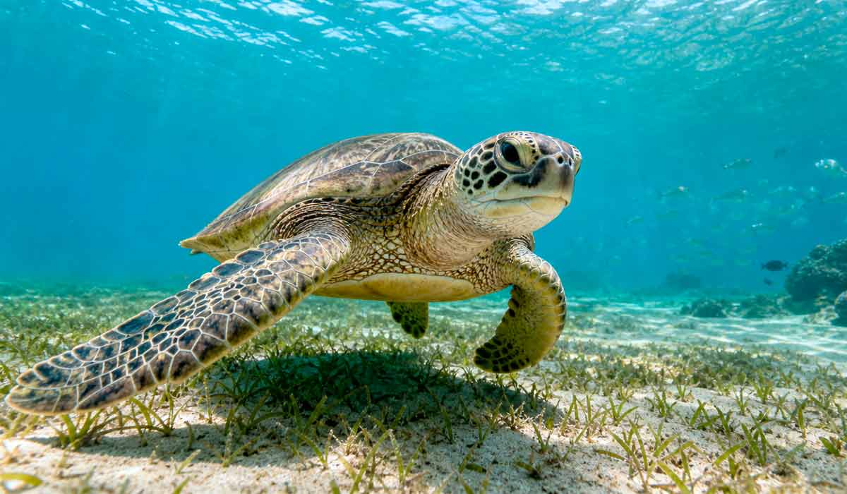 A tartaruga-verde (Chelonia mydas) é uma das espécies mais emblemáticas e importantes da rica fauna marinha do Brasil, utilizando o litoral brasileiro tanto para alimentação quanto para reprodução e desempenhando um papel ecológico vital no equilíbrio dos ecossistemas costeiros A tartaruga-verde (Chelonia mydas) é uma das espécies mais emblemáticas e importantes da rica fauna marinha do Brasil, utilizando o litoral brasileiro tanto para alimentação quanto para reprodução e desempenhando um papel ecológico vital no equilíbrio dos ecossistemas costeiros