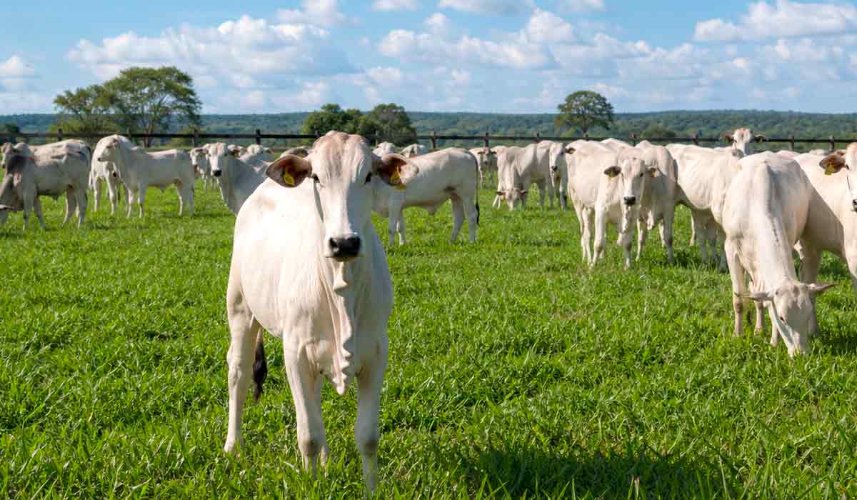 Rebanho bovino em pastagem no Brasil central, cenário da pecuária que abastece o mercado internacional
