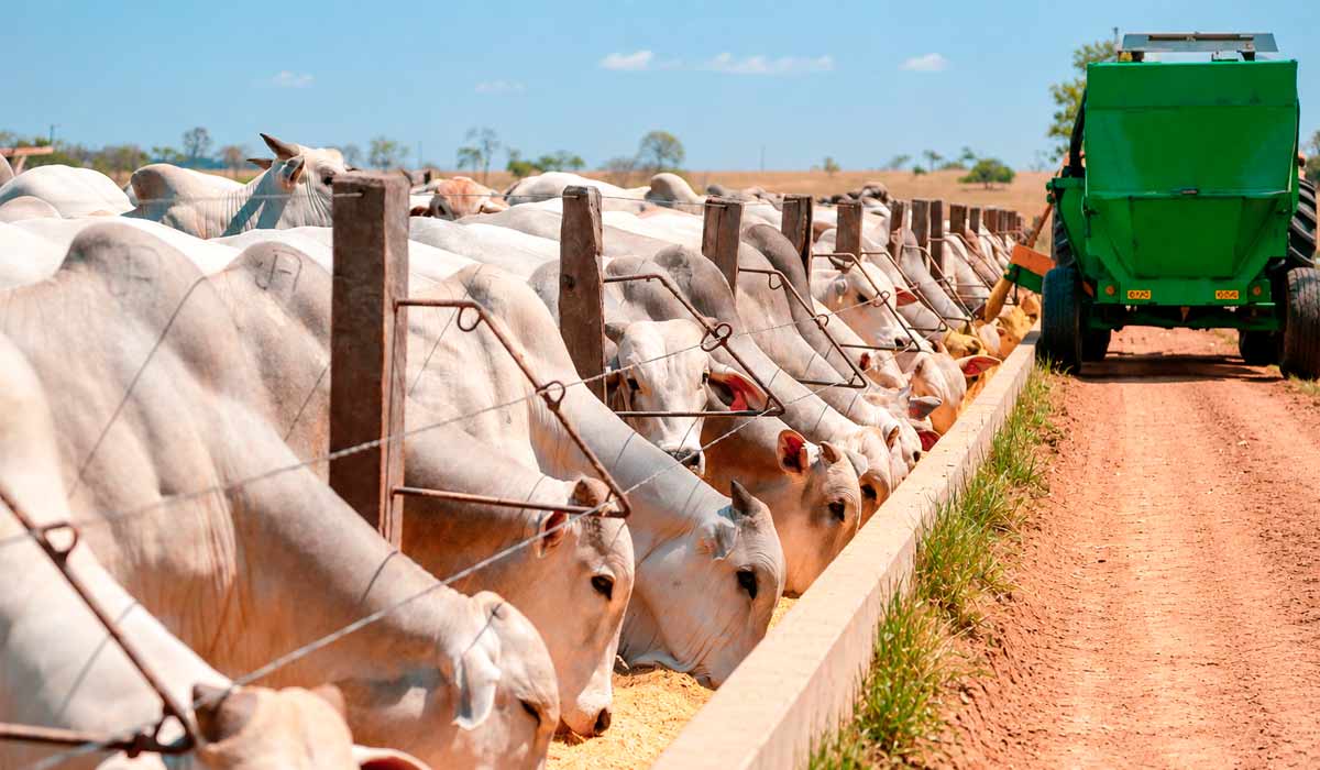 Ração com ingredientes naturais em cocho, alternativa ao uso de antimicrobianos na criação animal Ração com ingredientes naturais em cocho, alternativa ao uso de antimicrobianos na criação animal