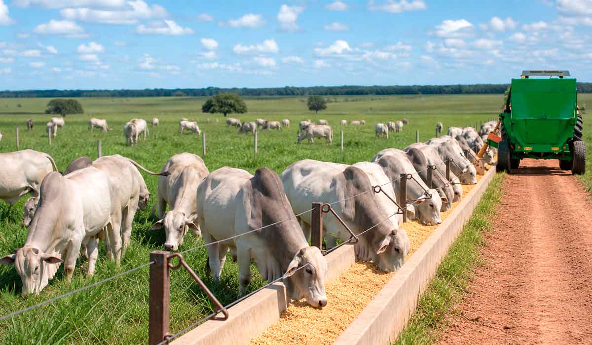 Rebanho bovino em sistema de terminação intensiva a pasto (TIP), engorda a pasto com suplementação com alto teor de energia e proteína à vontade no cocho Rebanho bovino em sistema de terminação intensiva a pasto (TIP), engorda a pasto com suplementação com alto teor de energia e proteína à vontade no cocho