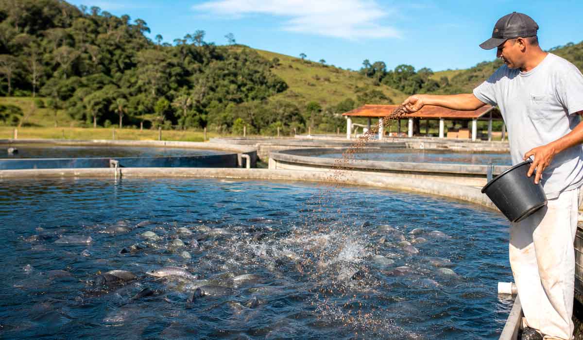 Tanques de criação de tilápia em sistema intensivo de produção. O peixe responde por cerca de 70% da piscicultura brasileira Tanques de criação de tilápia em sistema intensivo de produção. O peixe responde por cerca de 70% da piscicultura brasileira