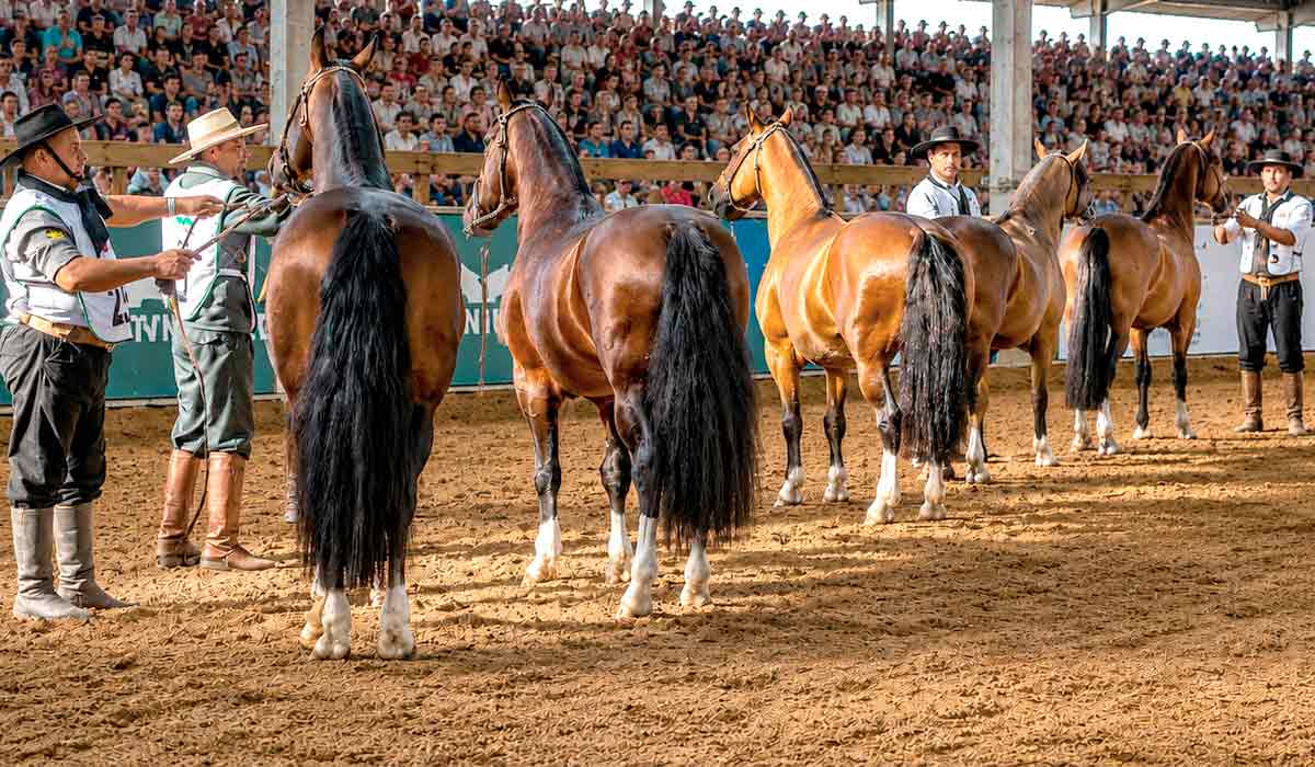 Cavalo Crioulo reúne mais de 700 exemplares durante a Expointer 2026 - Foto: Felipe Ulbrich/Ascom ABCCC