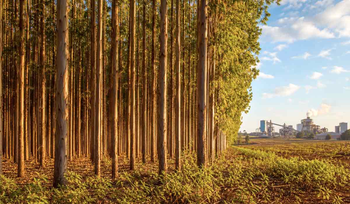 Celulose responde por 40% da receita industrial exportada por Mato Grosso do Sul com recorde de R$ 27,5 bilhões Celulose responde por 40% da receita industrial exportada por Mato Grosso do Sul com recorde de R$ 27,5 bilhões