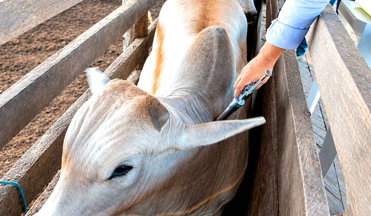 Quatorze animais testaram positivo entre 16 amostras coletadas no estado e vacinação alcançou cerca de 23 mil animais e 516 propriedades, com bloqueio sanitário em raio de 12 km Quatorze animais testaram positivo entre 16 amostras coletadas no estado e vacinação alcançou cerca de 23 mil animais e 516 propriedades, com bloqueio sanitário em raio de 12 km