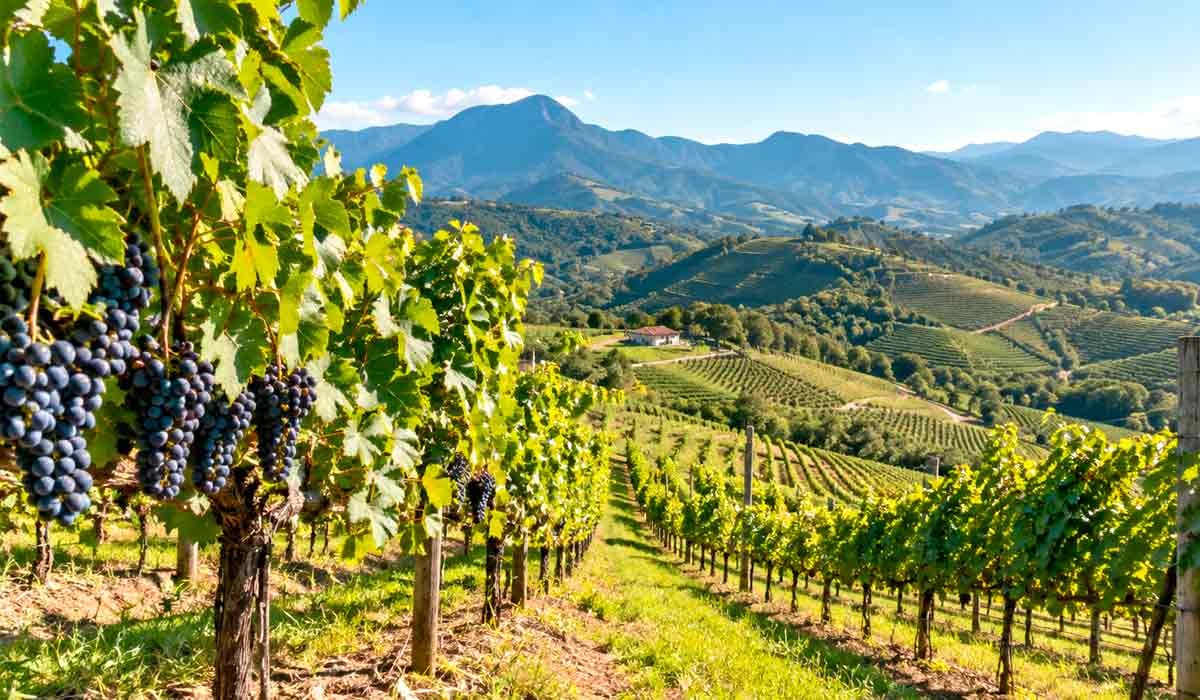Vinhedos em encosta na Serra Fluminense simbolizam a nova economia da região, agora protegida pela denominação de origem "Serra do Rio" Vinhedos em encosta na Serra Fluminense simbolizam a nova economia da região, agora protegida pela denominação de origem "Serra do Rio"