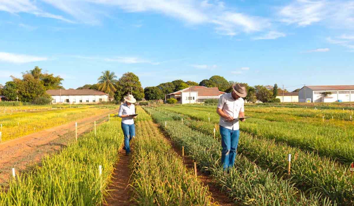 Campo experimental de instituto de pesquisa agrícola em São Paulo com cientistas avaliando parcelas de culturas. O estado já interrompeu dez programas de melhoramento genético