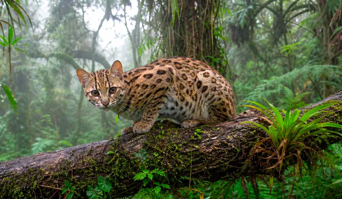 Pequeno felino selvagem de pelagem marrom com rosetas em floresta nublada, representando o tilcayo, nova espécie descoberta na Bolívia