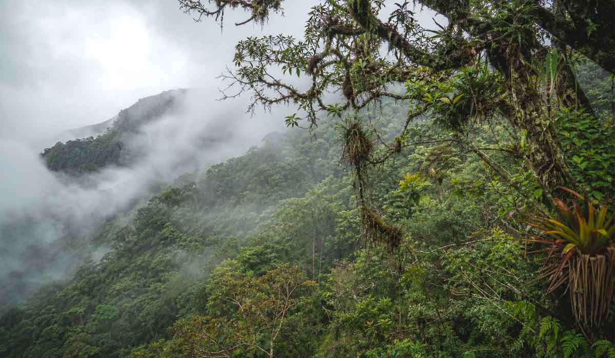A floresta nublada dos Yungas concentra espécies que não existem em nenhum outro lugar do planeta. Neblina permanente e vegetação densa caracterizam o corredor ecológico entre Andes e Amazônia A floresta nublada dos Yungas concentra espécies que não existem em nenhum outro lugar do planeta. Neblina permanente e vegetação densa caracterizam o corredor ecológico entre Andes e Amazônia