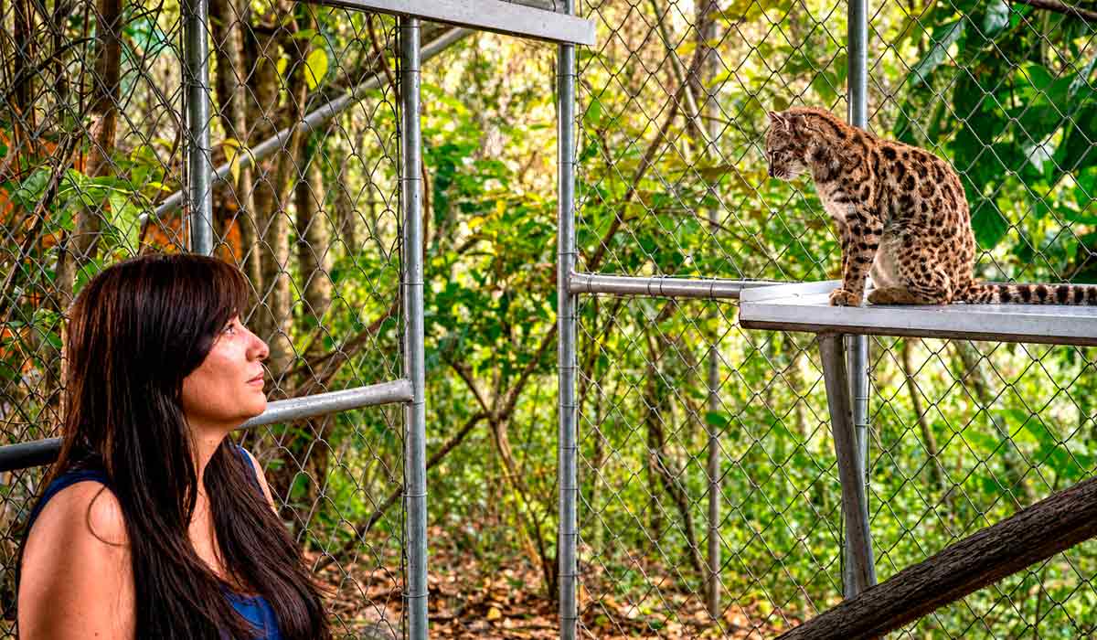 Paola, que liderou a pesquisa que identificou o tilcayo (Leopardus tilcayo) como uma nova espécie, observa o felino no Santuário de Vida Selvagem Senda Verde, na região de Yungas, Bolívia - Foto - Fernando Faciole/National Geographic Paola, que liderou a pesquisa que identificou o tilcayo (Leopardus tilcayo) como uma nova espécie, observa o felino no Santuário de Vida Selvagem Senda Verde, na região de Yungas, Bolívia - Foto - Fernando Faciole/National Geographic