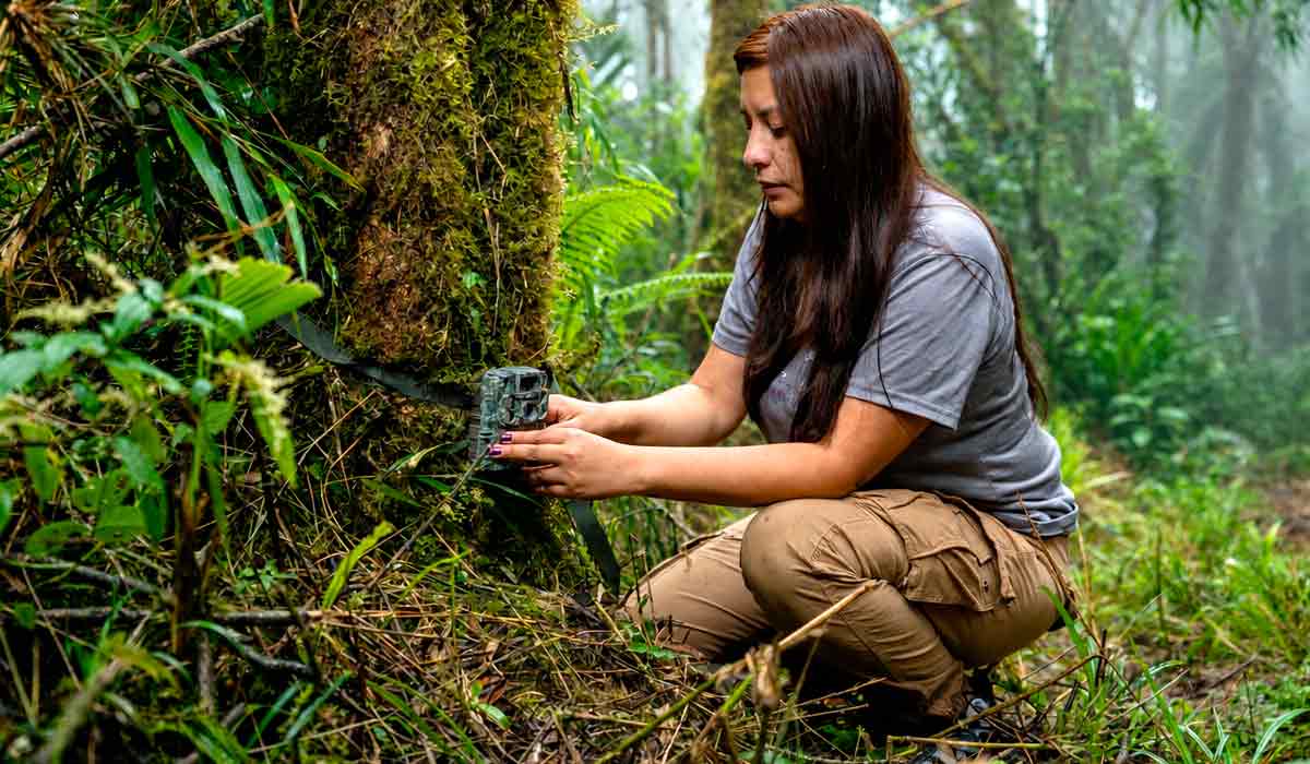 Como parte de seu estudo científico, a exploradora Paola Nogales Ascarrunz instala armadilhas fotográficas na floresta de Yungas com o objetivo de documentar o esquivo felino em seu habitat natural - Foto - Fernando Faciole/National Geographic Como parte de seu estudo científico, a exploradora Paola Nogales Ascarrunz instala armadilhas fotográficas na floresta de Yungas com o objetivo de documentar o esquivo felino em seu habitat natural - Foto - Fernando Faciole/National Geographic