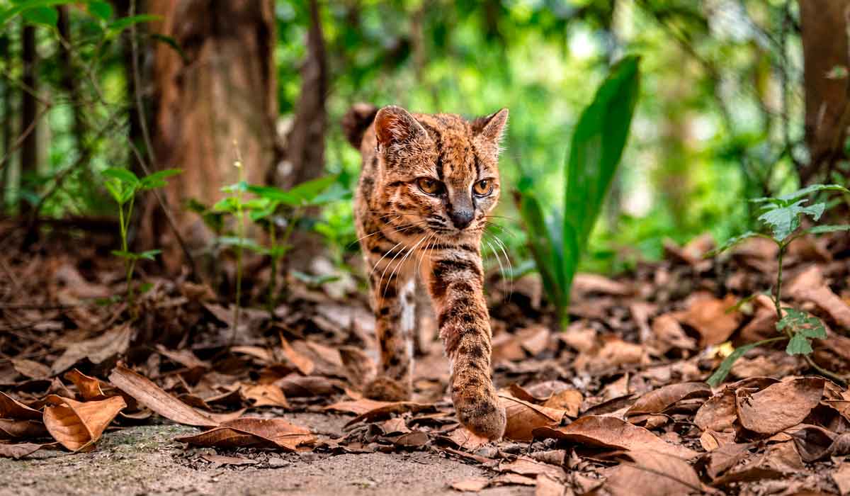 O exemplar que reside no Refúgio Animal Senda Verde, na região de Yungas, Bolívia, o único indivíduo conhecido dessa espécie vivendo em cativeiro sob proteção. Ele chegou ao santuário por volta de 2017, após ser entregue por uma família local que o mantinha em casa - O exemplar que reside no Refúgio Animal Senda Verde, na região de Yungas, Bolívia, o único indivíduo conhecido dessa espécie vivendo em cativeiro sob proteção. Ele chegou ao santuário por volta de 2017, após ser entregue por uma família local que o mantinha em casa -