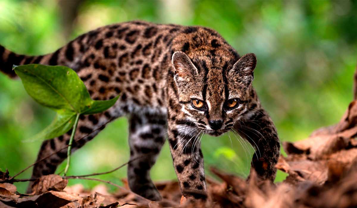 O tilcayo (Leopardus tilcayo), espécie recém-identificada por meio de pesquisa liderada pela exploradora Paola Nogales Ascarrunz, no refúgio de animais Senda Verde, na região de Yungas, Bolívia - Foto - Fernando Faciole/National Geographic O tilcayo (Leopardus tilcayo), espécie recém-identificada por meio de pesquisa liderada pela exploradora Paola Nogales Ascarrunz, no refúgio de animais Senda Verde, na região de Yungas, Bolívia - Foto - Fernando Faciole/National Geographic