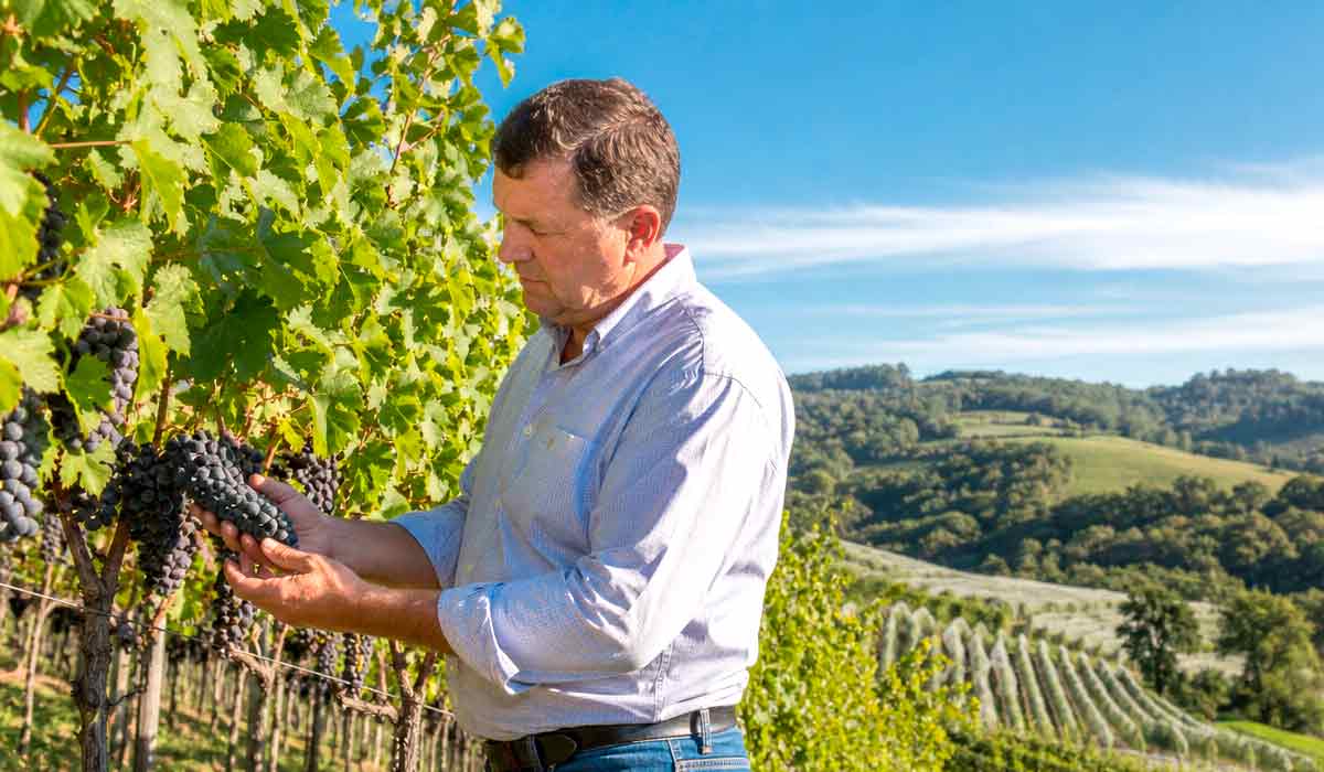 Uvas piwi reduzem em até 90% o uso de fungicidas nos vinhedos e avançam na viticultura brasileira