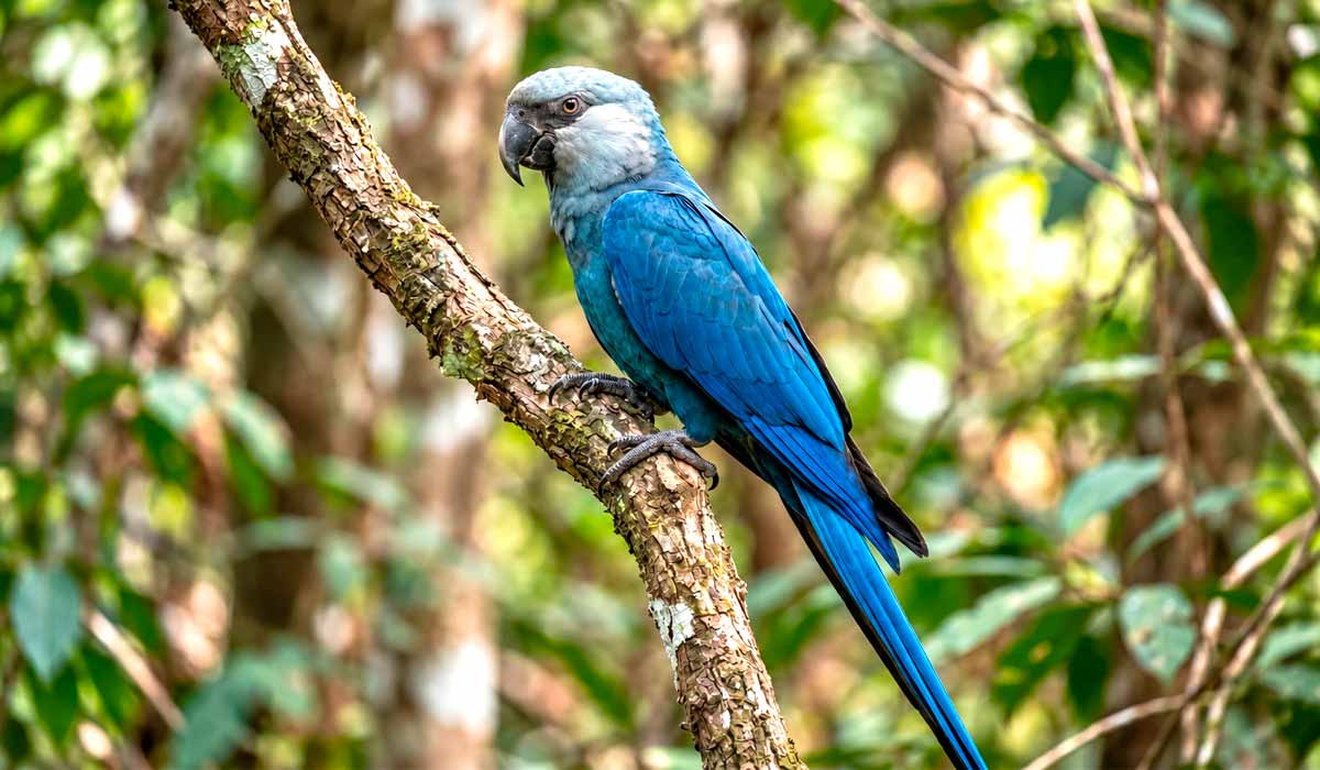 Duas décadas depois, a ararinha-azul reconquista a caatinga e encara um vírus invisível