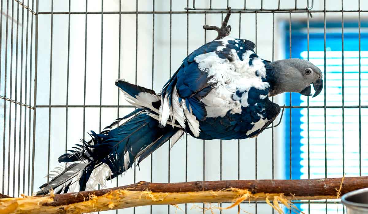 Filhote de ararinha-azul com circovírus, com sintomas de penas brancas, em isolamento no criadouro - Foto: Miguel Monteiro Filhote de ararinha-azul com circovírus, com sintomas de penas brancas, em isolamento no criadouro - Foto: Miguel Monteiro