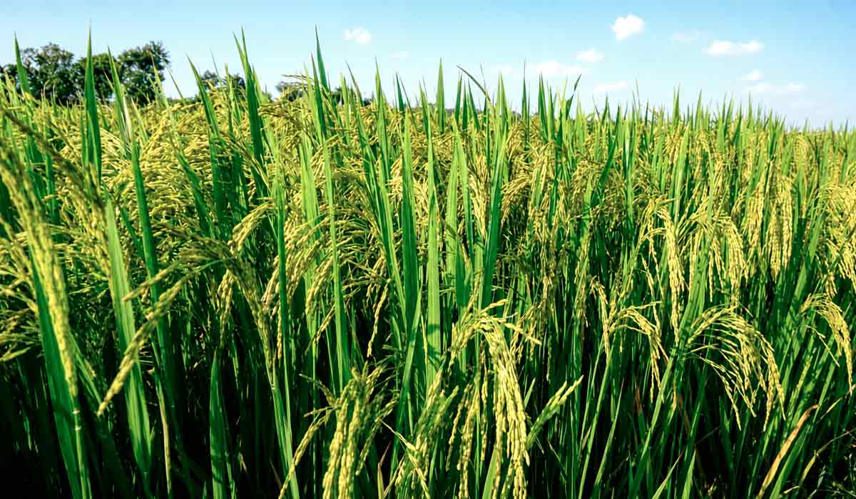 Estudo combina genes de tolerância e cria linhagens de arroz que produzem até 82% mais mesmo sob seca na fase crítica