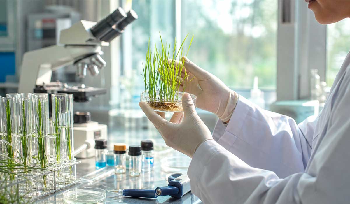 Análise de laboratório apoia o melhoramento assistido por marcadores moleculares, técnica usada para reunir genes de tolerância em uma planta Análise de laboratório apoia o melhoramento assistido por marcadores moleculares, técnica usada para reunir genes de tolerância em uma planta